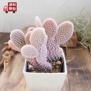 『ピンクのバニーカクタス』サボテン★かわいい★プレゼント★多肉植物(その他)