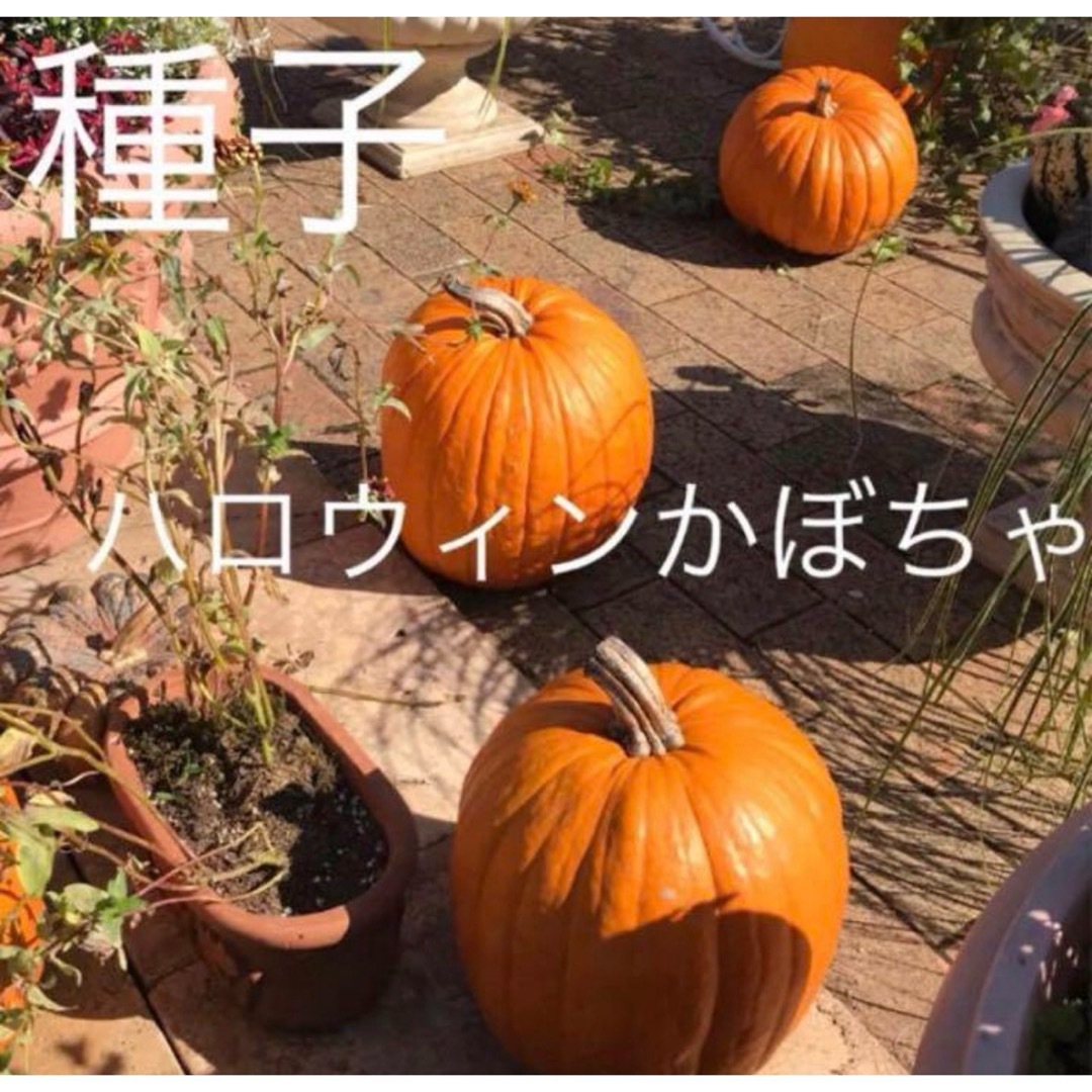 【種子】オータムゴールド　ハロウィンかぼちゃ5粒 ハンドメイドのフラワー/ガーデン(その他)の商品写真