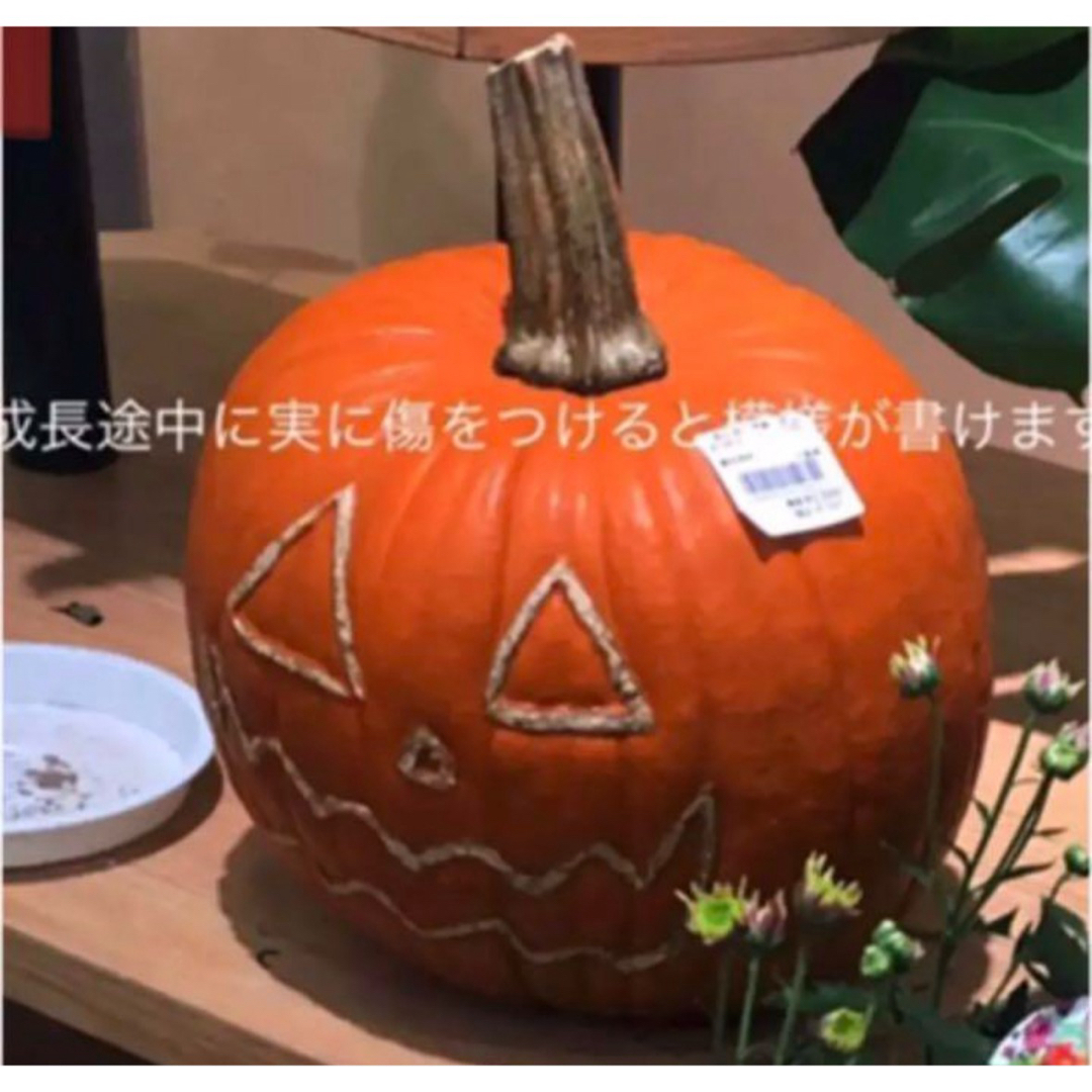 【種子】オータムゴールド　ハロウィンかぼちゃ5粒 ハンドメイドのフラワー/ガーデン(その他)の商品写真