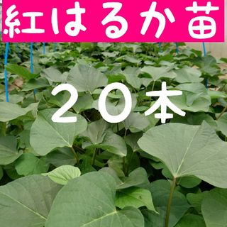 さつまいも苗【紅はるか20本】【ウイルスフリー切り苗】(野菜)