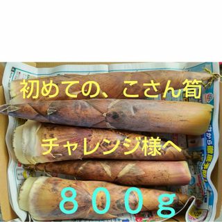 熊本県産　こさん　たけのこ　お試し　約８００ｇ(野菜)