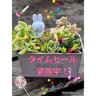 ★限定★【母の日♡Mother's day】多肉植物＊寄せ植え＊そのまま飾れる(その他)