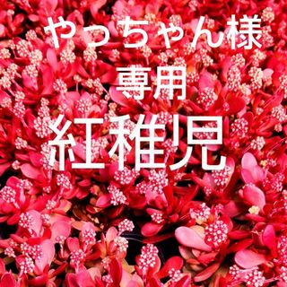 多肉植物  真っ赤な《 紅稚児》 抜き苗(その他)