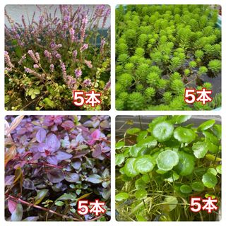 水草セット　20本　ビオトープ　寄せ植え　水槽水草　産卵床　浮き草　暑さ対策に(爬虫類/両生類用品)