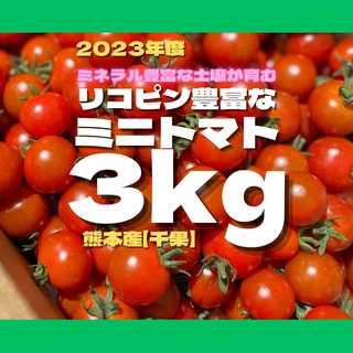 ミニトマト　3キロ　野菜　熊本産地直送　弁当　おかず　トマト　ミネラル　リコピン(野菜)