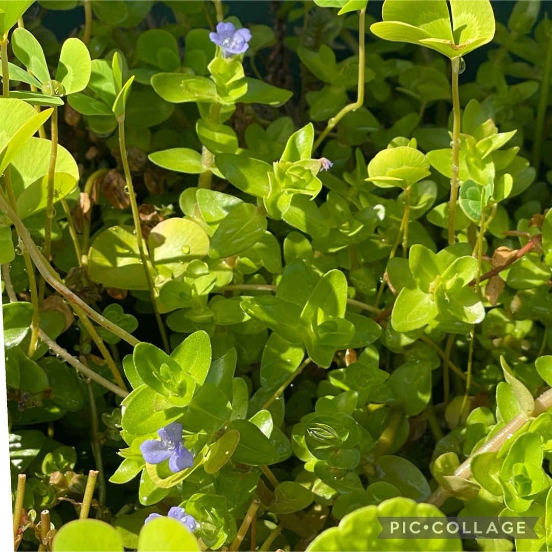 水草セット　20本　ビオトープ　寄せ植え　水槽水草　産卵床　浮き草　暑さ対策に その他のペット用品(アクアリウム)の商品写真