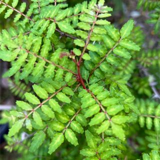 山椒の葉　100枚