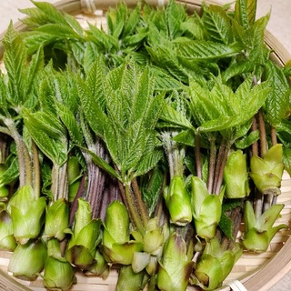 コシアブラ300g(野菜)