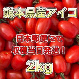 熊本県産ミニトマト アイコ 2kg 日本郵便(野菜)