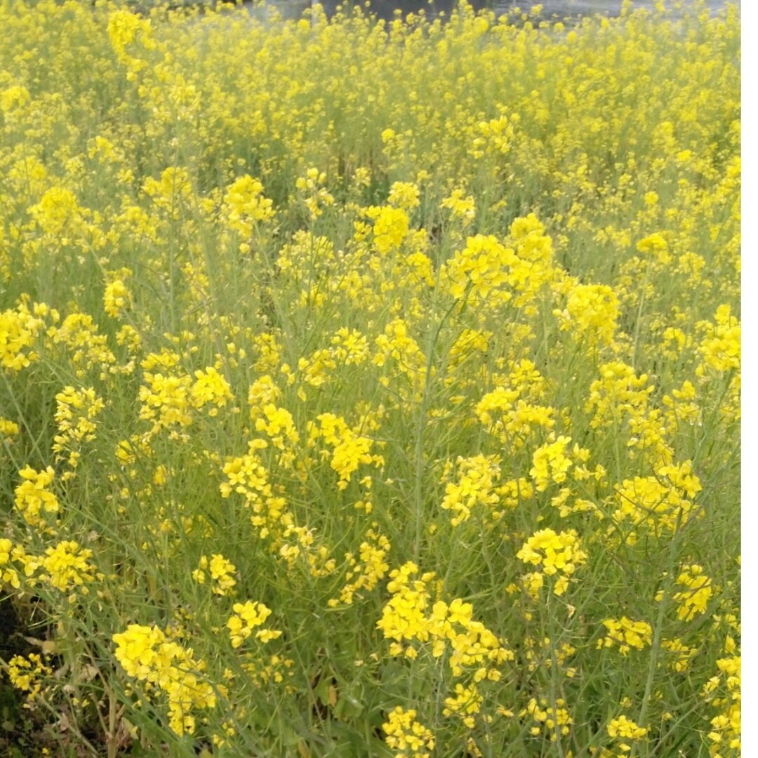 令和5年産新米コシヒカリ一等米30キロ無農薬のお米になります 食品/飲料/酒の食品(米/穀物)の商品写真