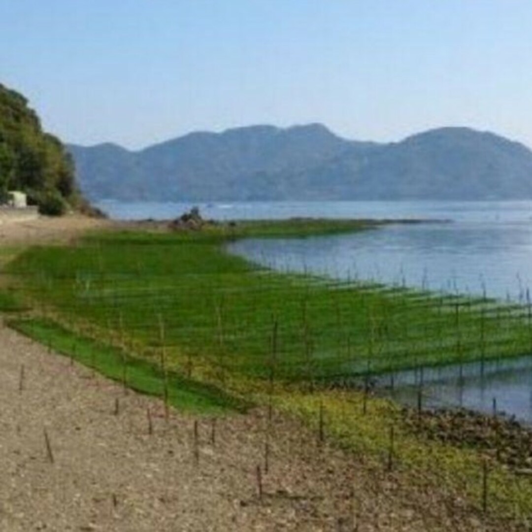 4月22日収穫終了 鹿児島県長島町産 あおさ あおさのり 乾燥あおさ 食品/飲料/酒の加工食品(乾物)の商品写真