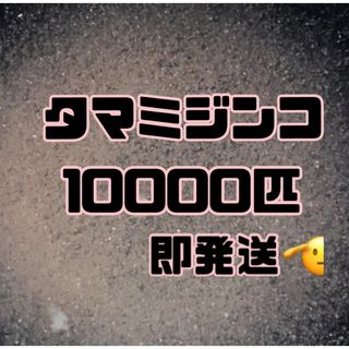 【タマミジンコ10000匹程】送料無料めだか金魚etc.(その他)