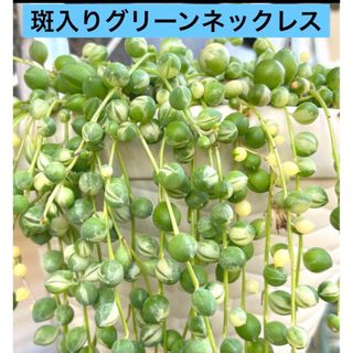 多肉植物　 斑入りグリーンネックレス カット苗10cm×2本　カット(その他)