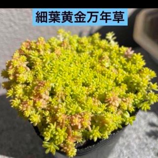 多肉植物　 セダム　細葉黄金万年草　 紅葉　根付き　抜き苗