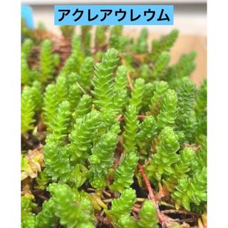 多肉植物 アクレアウレウム カット苗　長さ2cm〜2.5cm  30カット (その他)