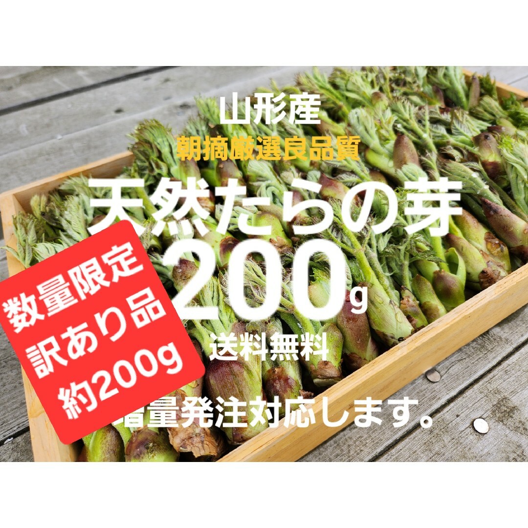 山形庄内鳥海山産　朝摘み天然訳ありたらの芽約200g　タラの芽　春野菜　山菜 食品/飲料/酒の食品(野菜)の商品写真