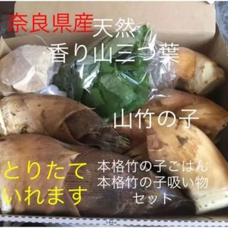 昼からとれたて当日発送！山竹の子と天然山三つ葉 たけのこ ぬか付(野菜)