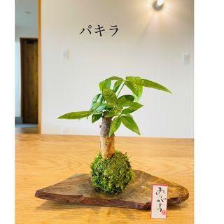 パキラの苔玉　観葉植物(その他)