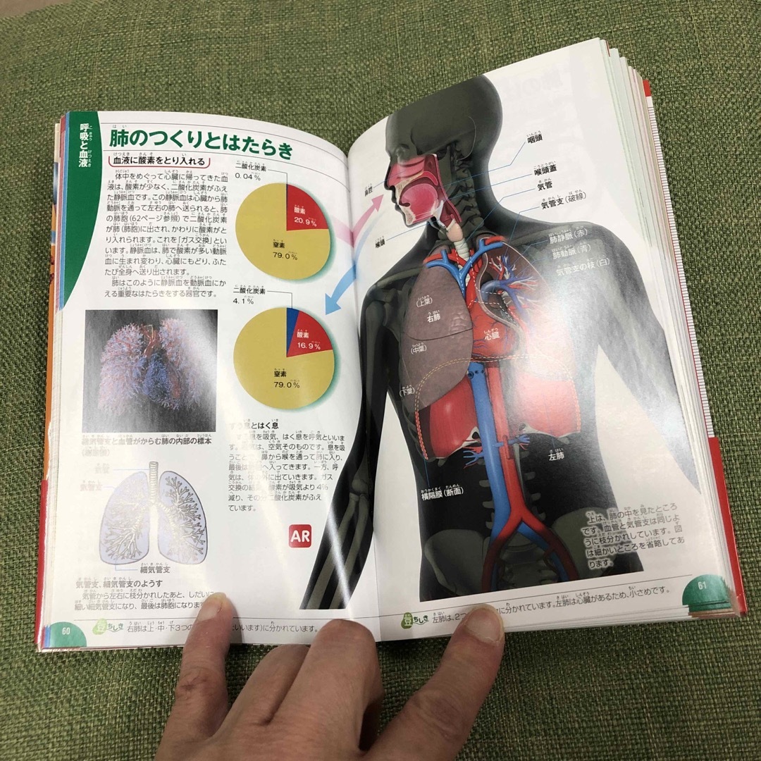 学研の図鑑　LIVE POCKET 人体 エンタメ/ホビーの本(語学/参考書)の商品写真