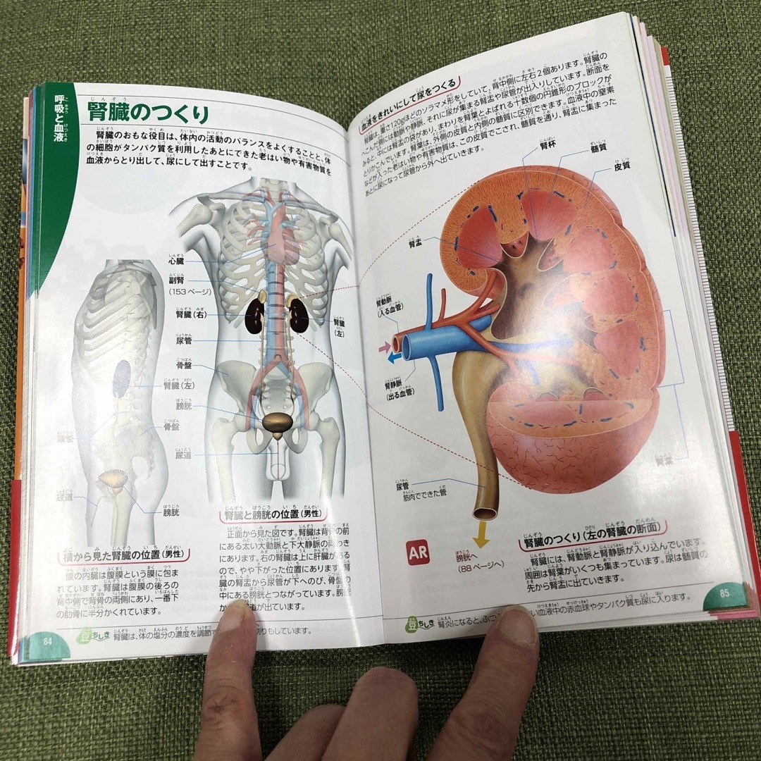 学研の図鑑　LIVE POCKET 人体 エンタメ/ホビーの本(語学/参考書)の商品写真