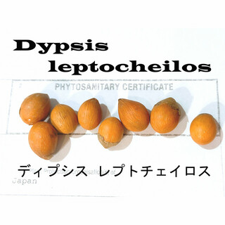 1月入荷 50粒+ ディプシス レプトチェイロス テディベアパーム 種子 種(その他)