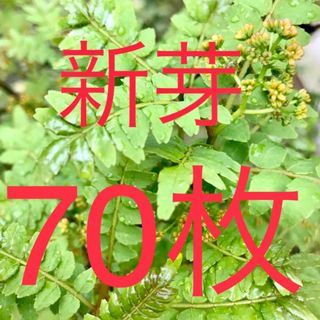 山椒の葉　木の芽　新芽　無農薬　70枚　ネコポスにて即日発送(野菜)