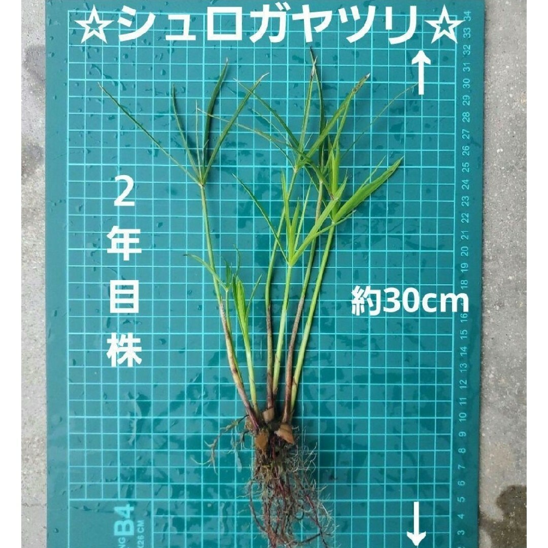 ☆水質浄化に☆『シュロガヤツリ』☆2年目株☆ 約30cm (K)【湿性植物】 ハンドメイドのフラワー/ガーデン(その他)の商品写真