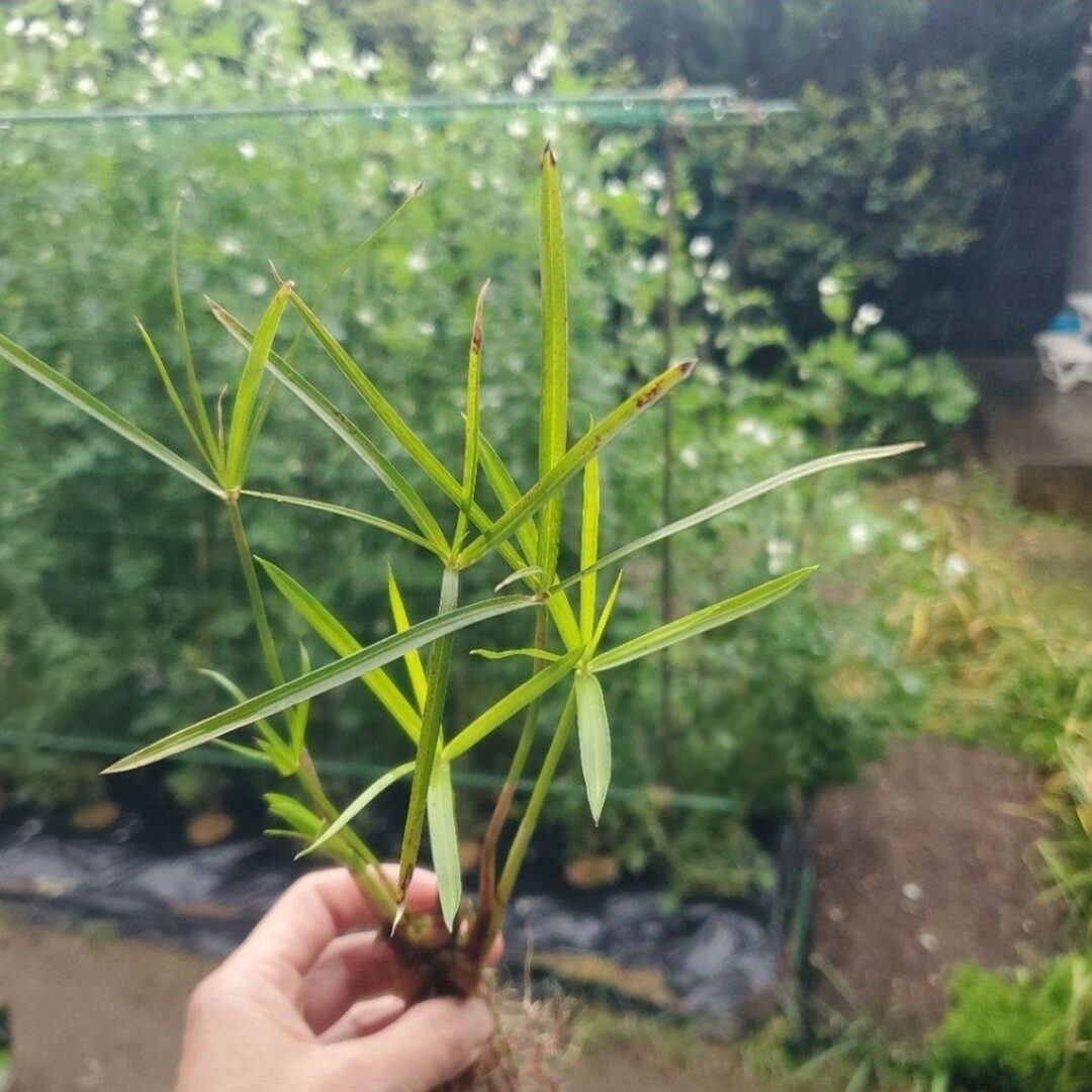 ☆水質浄化に☆『シュロガヤツリ』☆2年目株☆ 約30cm (K)【湿性植物】 ハンドメイドのフラワー/ガーデン(その他)の商品写真