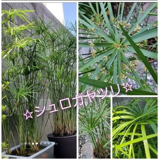 ☆水質浄化に☆『シュロガヤツリ』☆2年目株☆ 約30cm (K)【湿性植物】(その他)