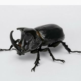 バンダイ(BANDAI)のいきもの大図鑑　カブトムシ06　オオツノメンガタカブト(その他)