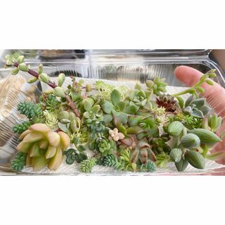 多肉植物 セダム　韓国苗　カット苗　寄せ植え　詰め合わせ　セット