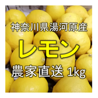 【国産レモン】約1kg 神奈川県湯河原町産 農家直送(フルーツ)