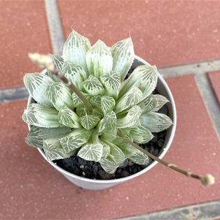 Haworthia cooperi var pilifera variegata(その他)