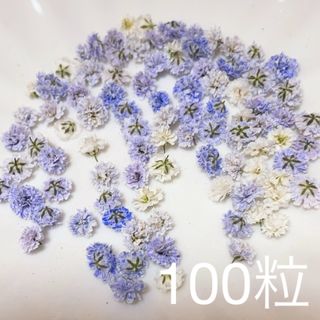 (01)かすみ草ドライフラワー100粒(ドライフラワー)