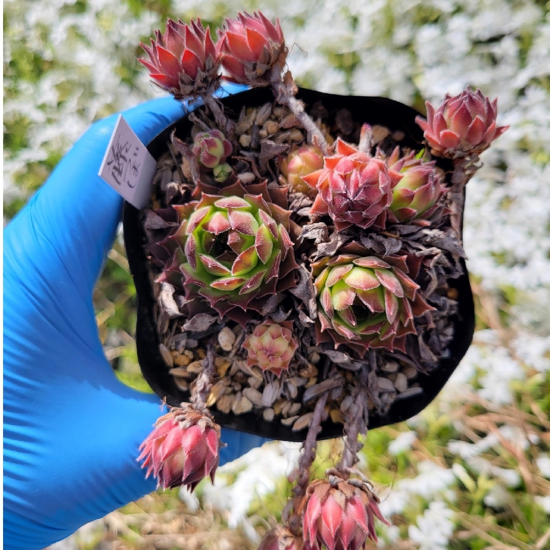 多肉植物　センペルビウム　藤壺　9㎝ポット入り内全て抜き苗発送 ハンドメイドのフラワー/ガーデン(その他)の商品写真