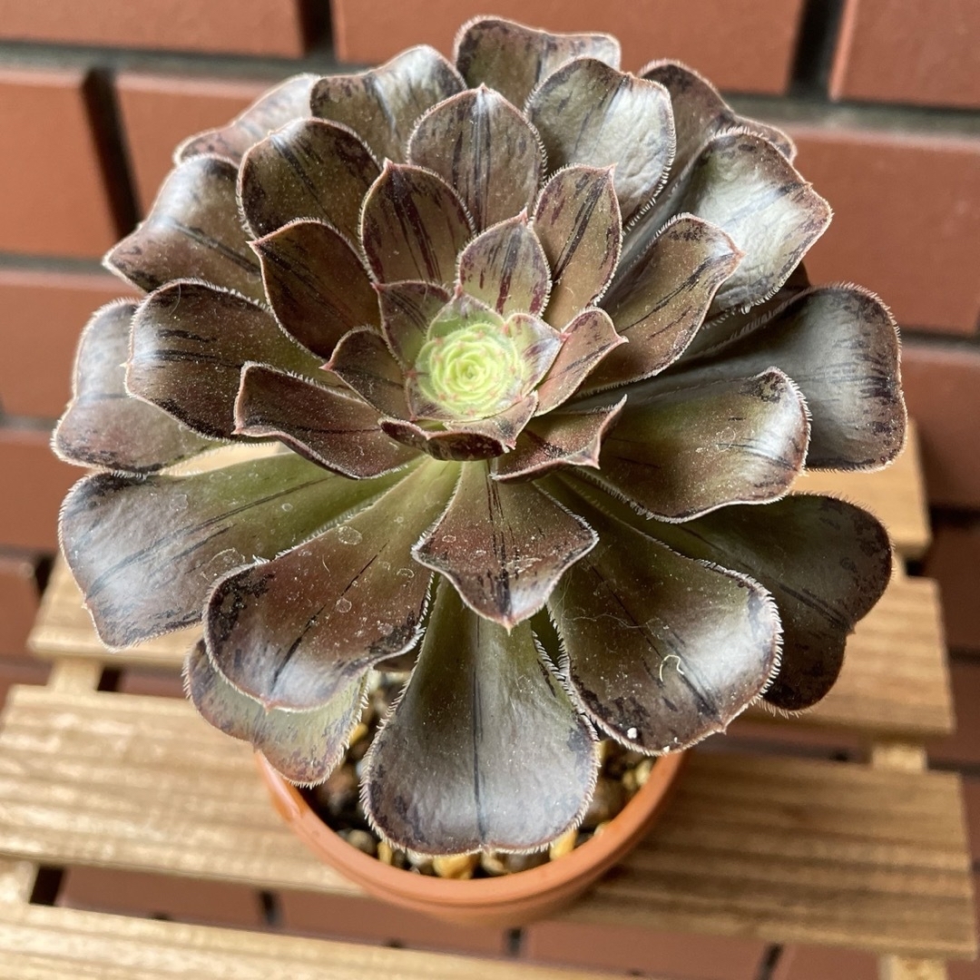 ☆.。.:*Aeonium ‘Madarakurohousi’☆.。.:* ハンドメイドのフラワー/ガーデン(その他)の商品写真