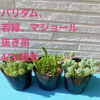 ■多肉植物■パリダム、マジョール、若緑　抜き苗(その他)