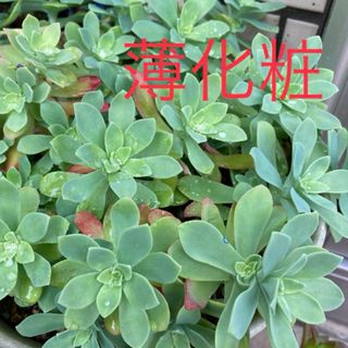 多肉植物✳︎ 薄化粧　5カット苗(その他)