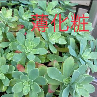 多肉植物✳︎ 薄化粧　5カット苗(その他)