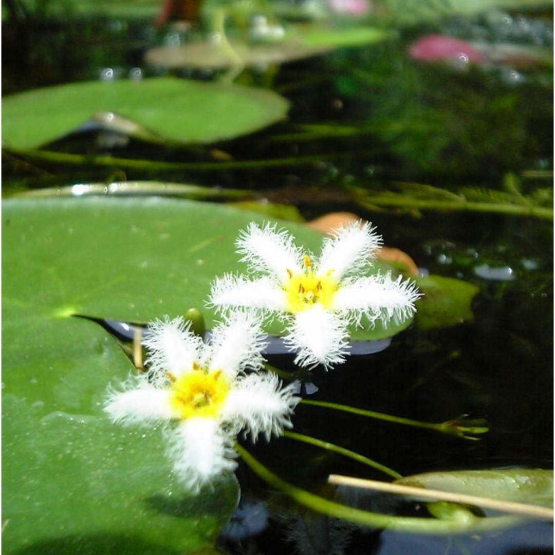 ●ガガブタ８株越冬芽メダカ・ビオトープに最適 その他のペット用品(アクアリウム)の商品写真