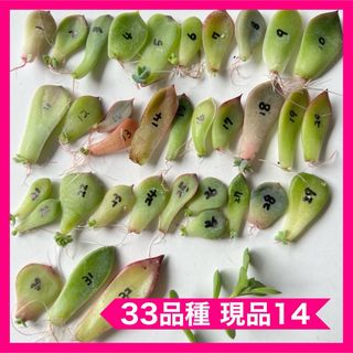 多肉植物 葉挿し 33品種E(その他)