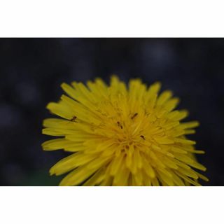 キヤノン(Canon)のCanon MACRO FD 50mm f3.5【整備・試写済】(レンズ(単焦点))