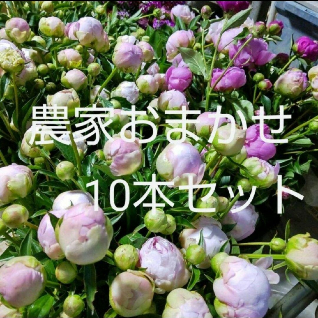 切り花 生花【芍薬】農家直送 おまかせ10本セット シャクヤク 母の日 ハンドメイドのフラワー/ガーデン(その他)の商品写真