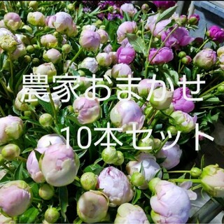 切り花 生花【芍薬】農家直送 おまかせ10本セット シャクヤク 母の日(その他)