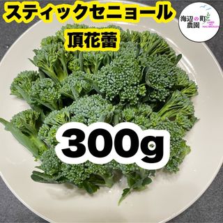 高知県産　茎ブロッコリー　スティックセニョール　野菜　農家直送！ Tgj(野菜)