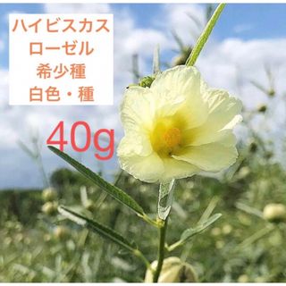 ハイビスカスローゼル　希少種　白色　40g(野菜)