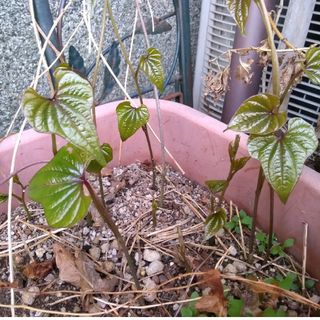 🌟我家の無農薬むかご(長芋)の苗3本🌟(野菜)