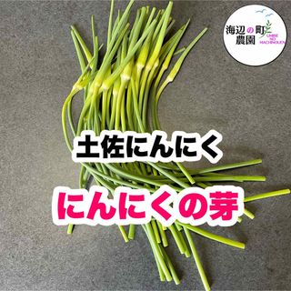 高知県産 土佐にんにく にんにくの芽 農家直送！ 野菜 Mpj(野菜)