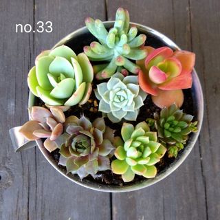 no.33多肉植物抜き苗8種セット(その他)