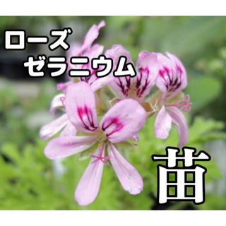 ◎無農薬◎ローズゼラニウムの苗 + オマケ(その他)